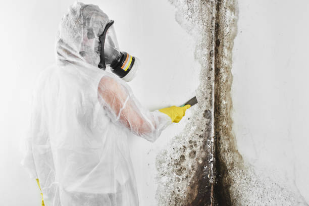 Best Certified Mold Removal  in Willis, TX