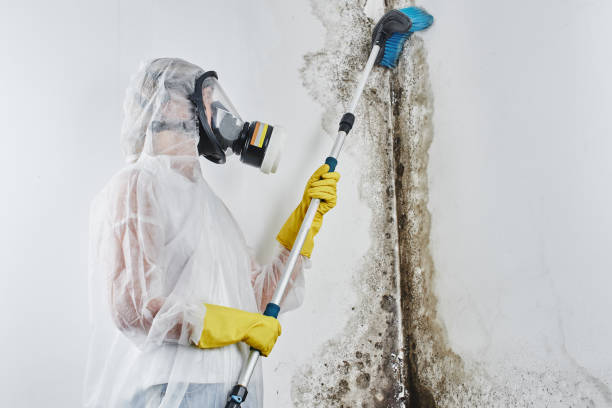 Best Crawl Space Mold Removal  in Willis, TX