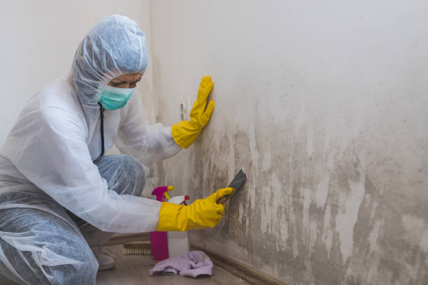 Certified Mold Removal in Willis, TX