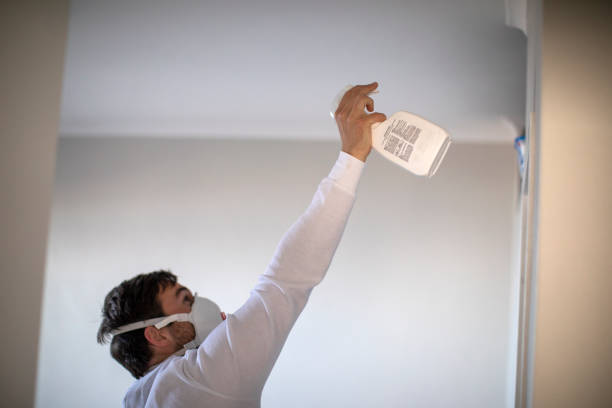 Best Mold Damage Repair  in Willis, TX