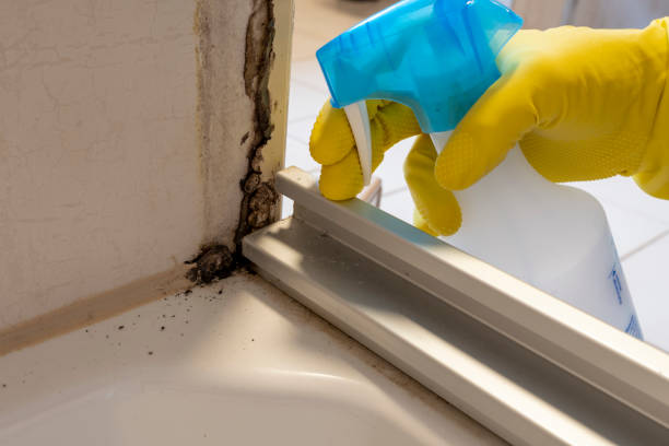 Best Residential Mold Removal  in Willis, TX