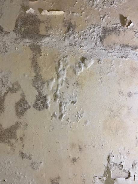 Best Fast Mold Removal  in Willis, TX
