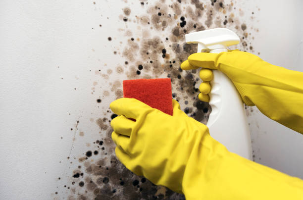 Best Mold Removal Company Near Me  in Willis, TX