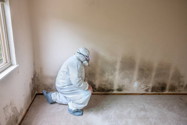 Best Home Mold Removal  in Willis, TX