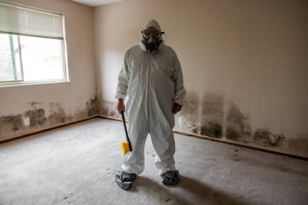 Professional Mold Removal in Willis, TX