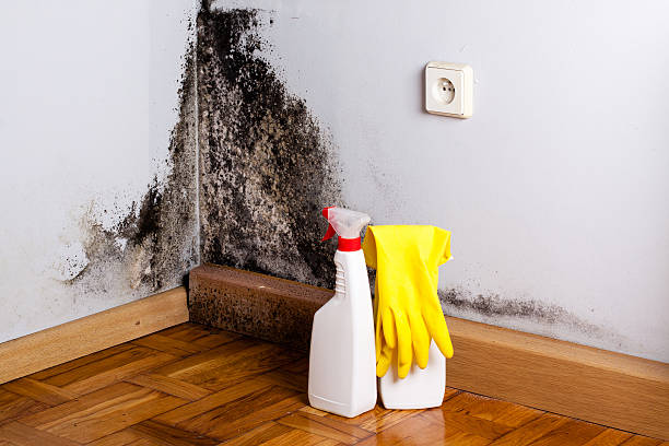 Best Affordable Mold Removal  in Willis, TX