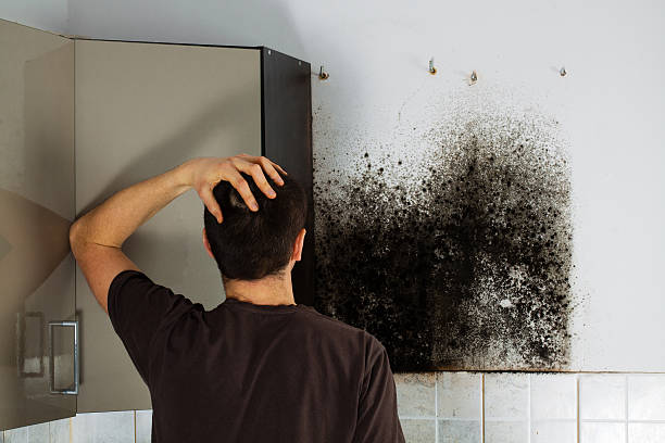 Best Mold Removal Near Me  in Willis, TX