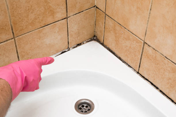 Best Best Mold Removal Companies  in Willis, TX